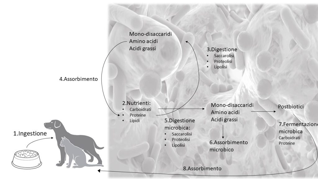 La digestione animale e il microbiota intestinale