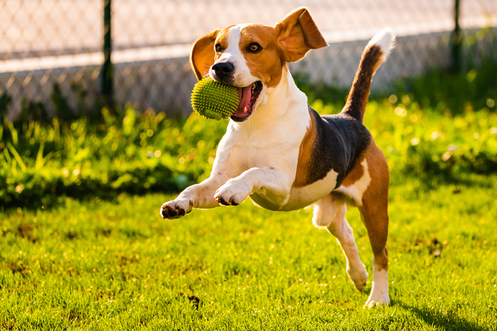 prodotti specifici per razza cane