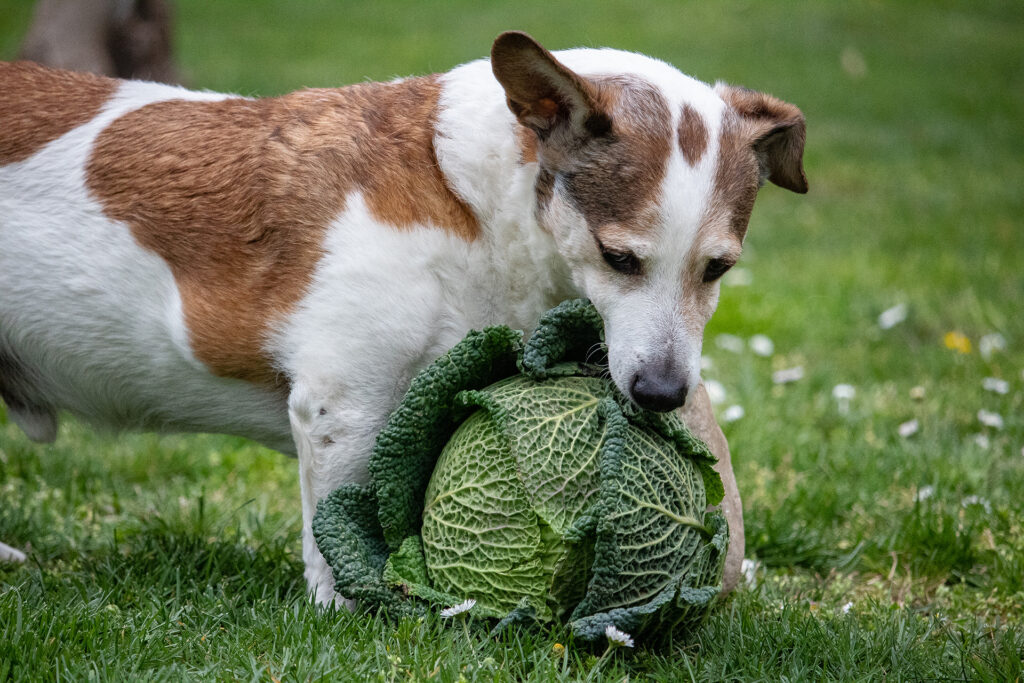 dieta cane