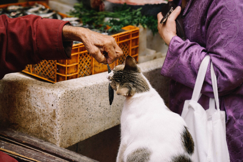 pesce dieta gatto